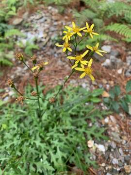 Plancia ëd Senecio morrisonensis Hayata