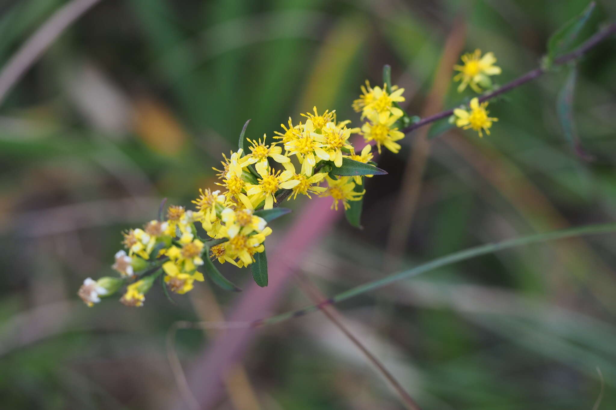 Image of Solidago virgaurea subsp. asiatica (Nakai ex Hara) Kitam. ex Hara