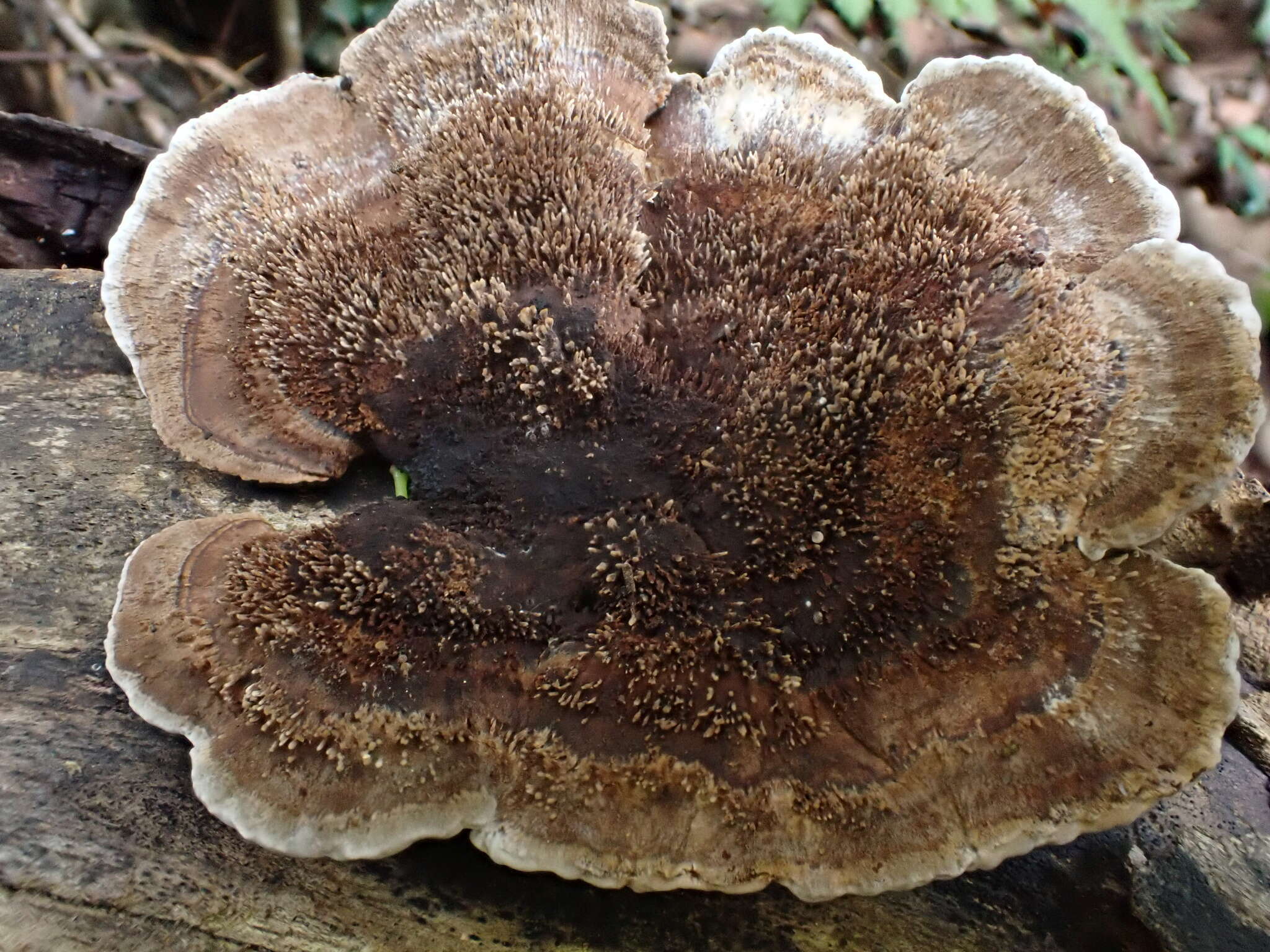 Image of Trametes hirta (P. Beauv.) Zmitr., Wasser & Ezhov 2012