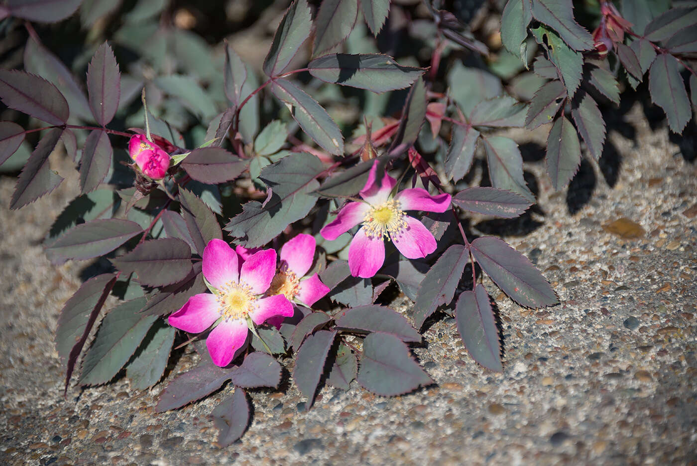 Plancia ëd Rosa glauca Pourret