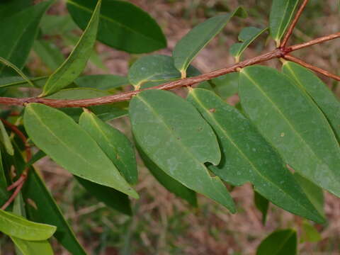 Image of Syzygium antisepticum (Bl.) Merr. & Perry