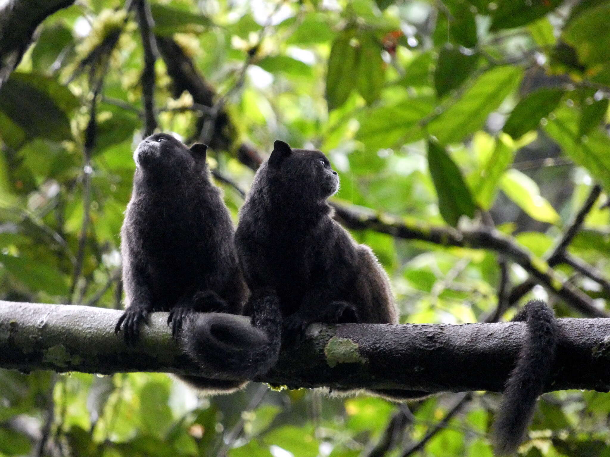 Image of Black-mantled tamarin