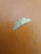 Image of Idaea atlantica Stainton 1859