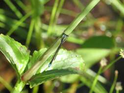 Image of Black-fronted Forktail