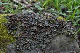 Image of Flat-fruited pelt;   Horizontal felt lichen