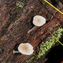 صورة Mycena fumosa Grgur. 2003