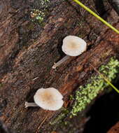 صورة Mycena fumosa Grgur. 2003