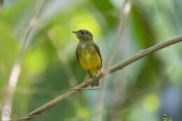 Image of White-collared Manakin