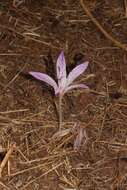 Image of Colchicum macrophyllum B. L. Burtt