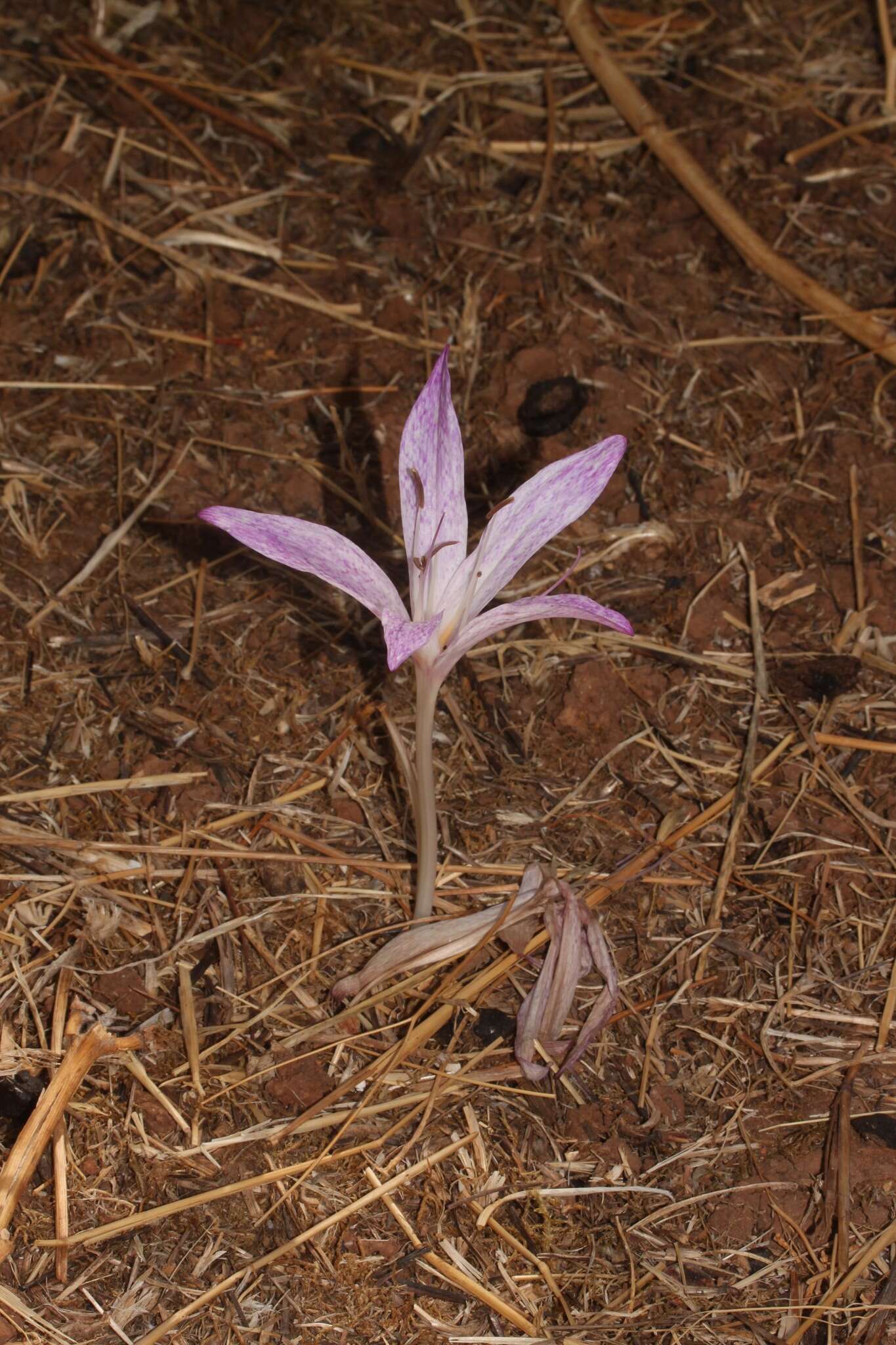 Image of Colchicum macrophyllum B. L. Burtt