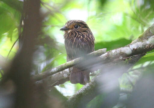 Image of Crescent-chested Puffbird