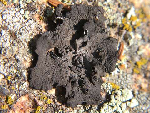 Image of Blistered rock tripe lichen