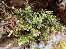 Image of Gaultheria colensoi Hook. fil.