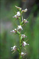 Image of Fragrant leek orchid