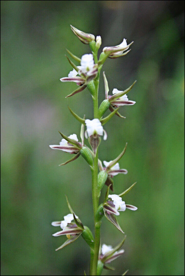 Image of Fragrant leek orchid