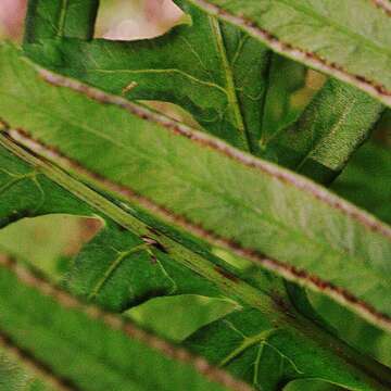 Imagem de Pteris dentata Forsk.