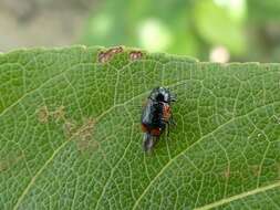 Cryptocephalus notatus Fabricius 1787 resmi