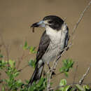 Image of Cracticus torquatus leucopterus Gould 1848