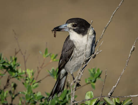 Image of Cracticus torquatus leucopterus Gould 1848