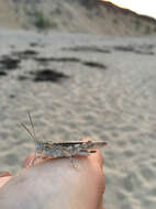 Image of Seaside Grasshopper