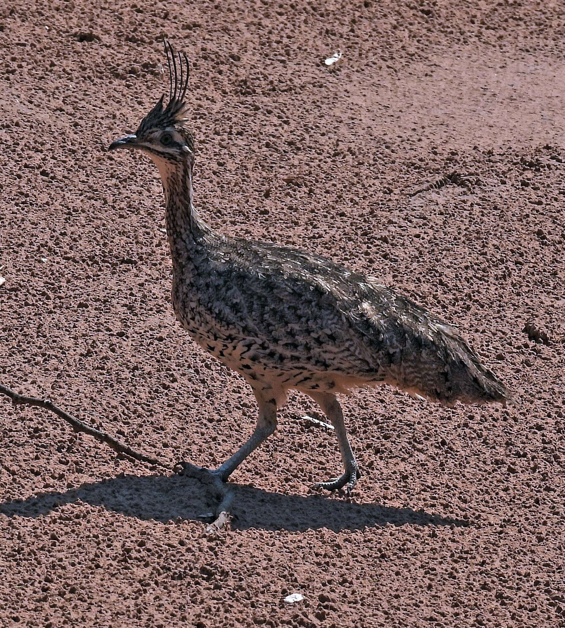 Image of Quebracho Crested Tinamou