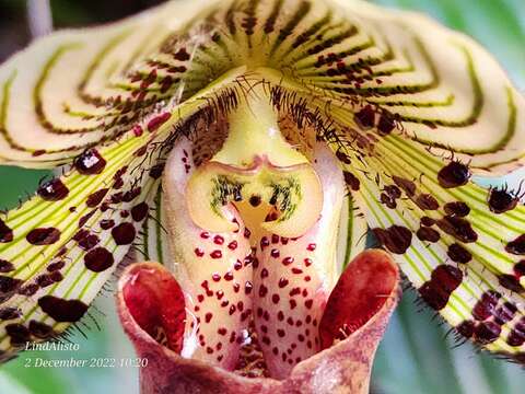 Image de Paphiopedilum argus (Rchb. fil.) Stein