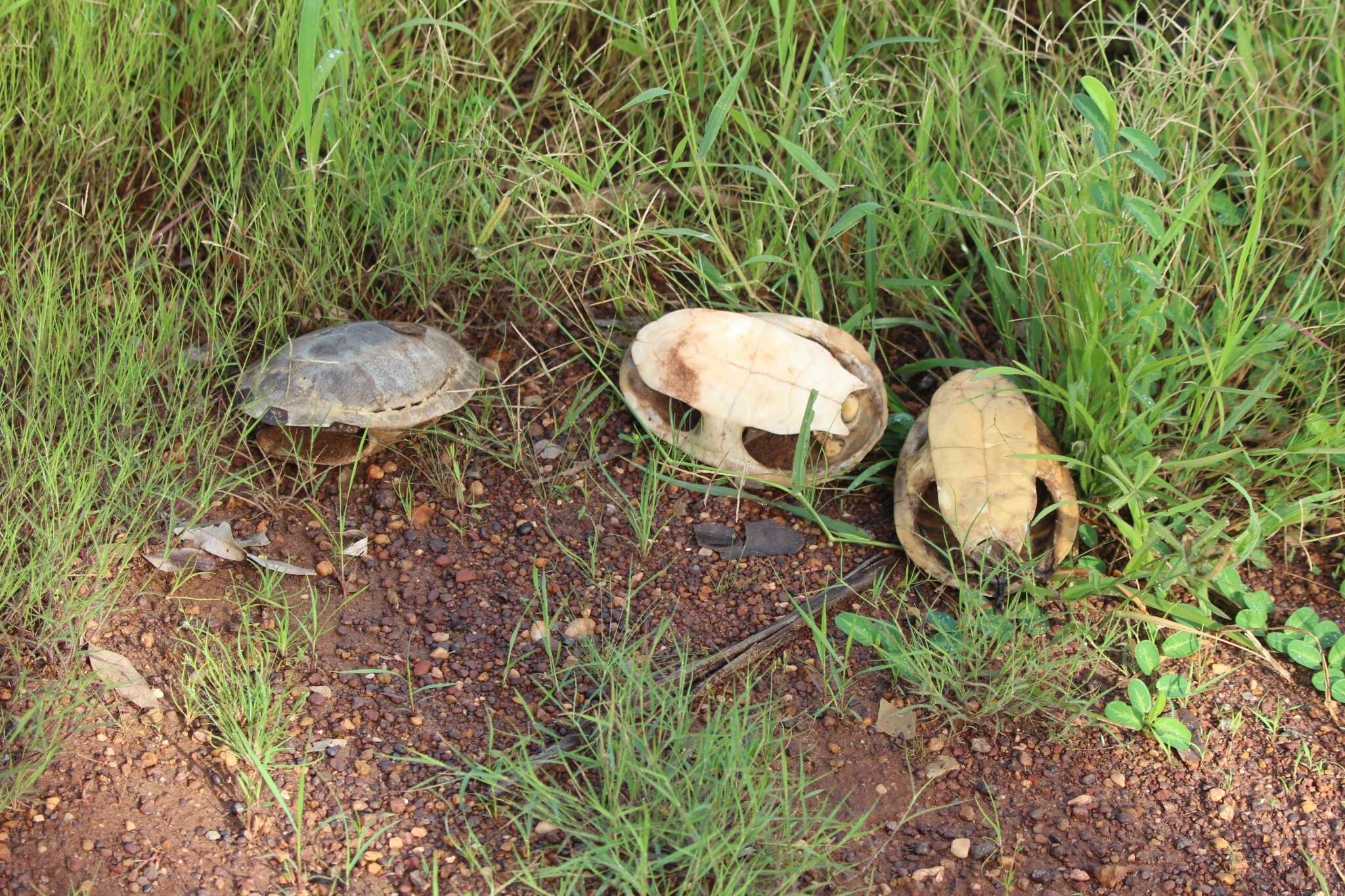 Image of Chelodina kurrichalpongo