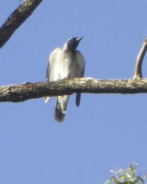 Image of Black-faced Cuckoo-shrike