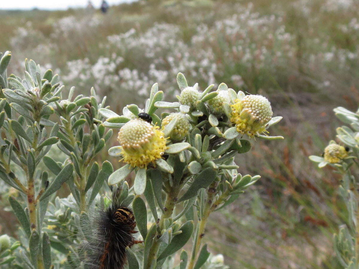 Image of Leucadendron cinereum (Sol. ex Aiton) R. Br.