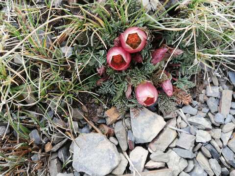 Image de Nototriche purpurascens A. W. Hill