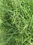 Image of itchgrass