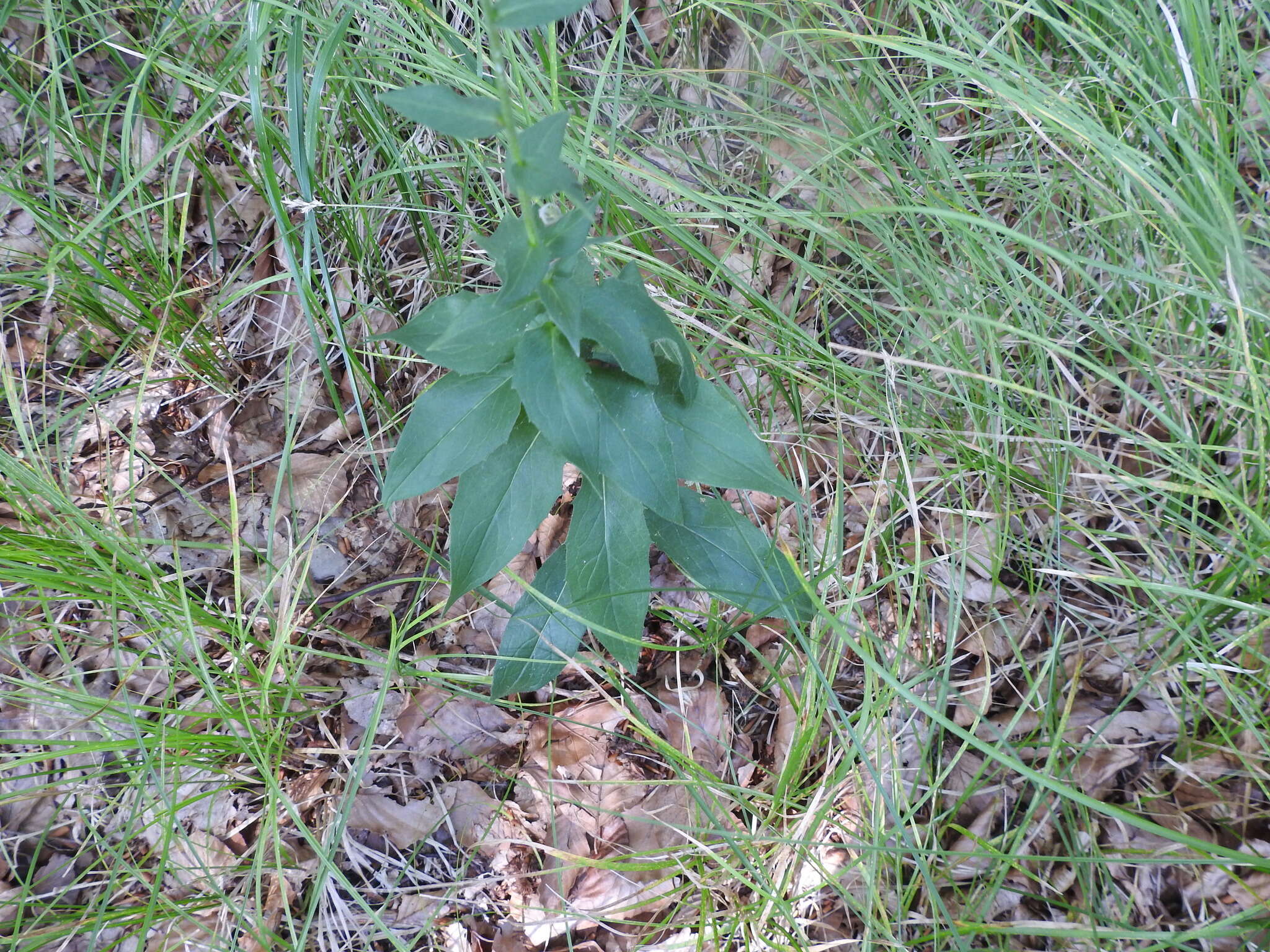 Image of New England hawkweed