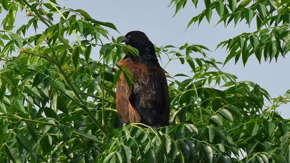 Image of Lesser Coucal