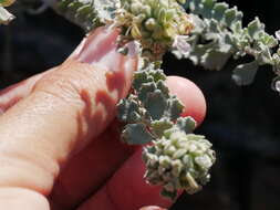 Image of Teucrium stocksianum Boiss.