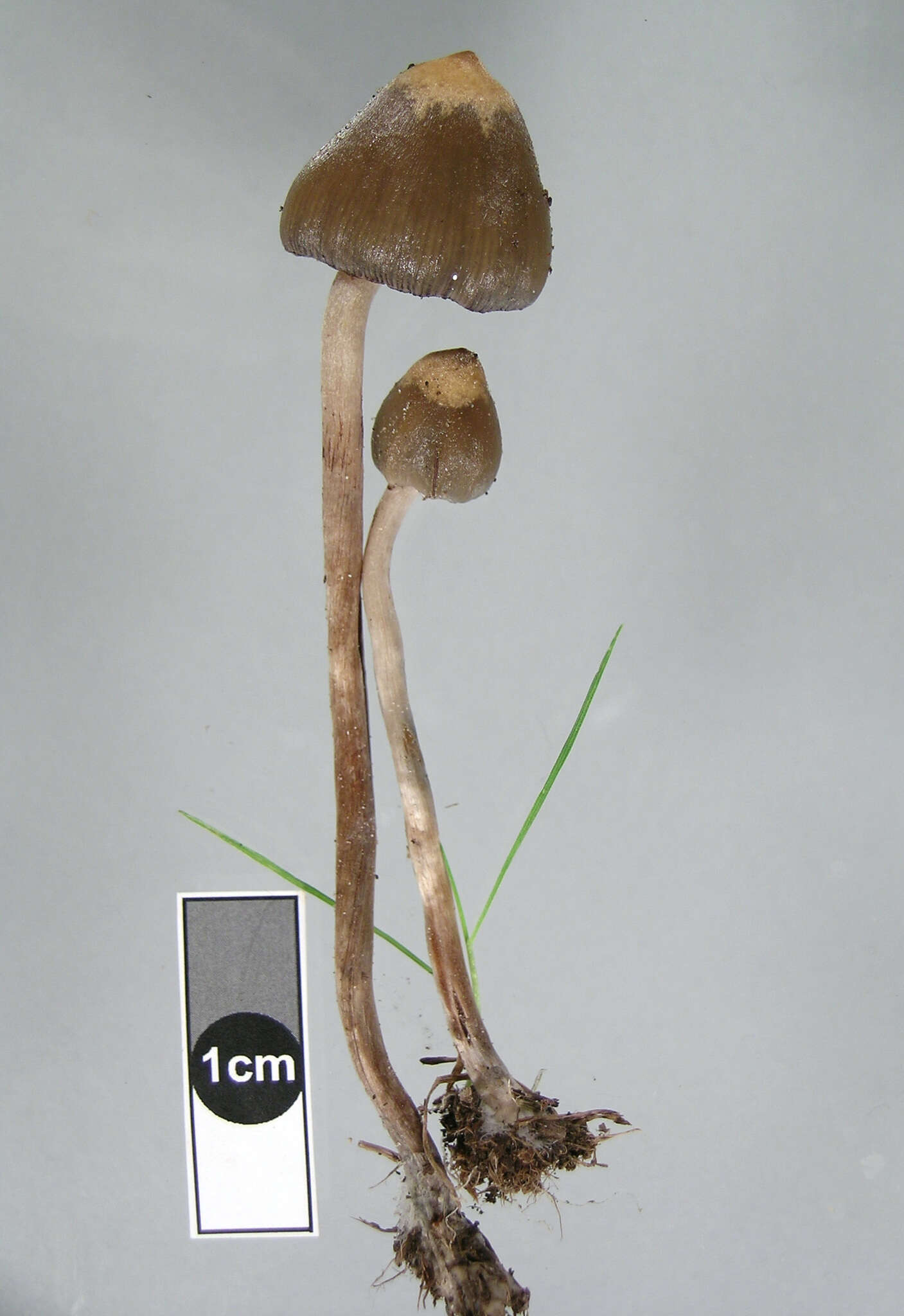 Image of Psilocybe semilanceata (Fr.) P. Kumm. 1871