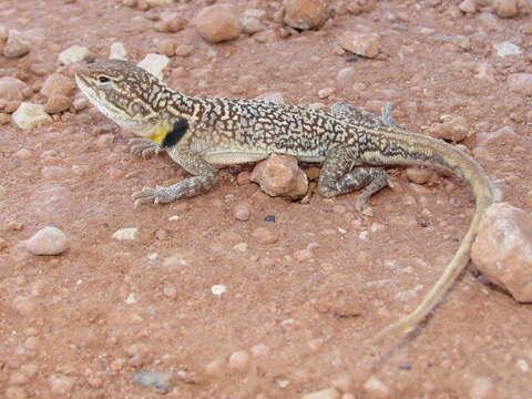 Image of Black-shouldered Ground-dragon