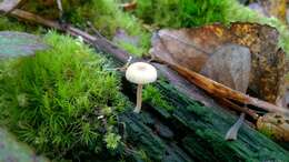 صورة Lichenomphalia umbellifera (L.) Redhead, Lutzoni, Moncalvo & Vilgalys 2002