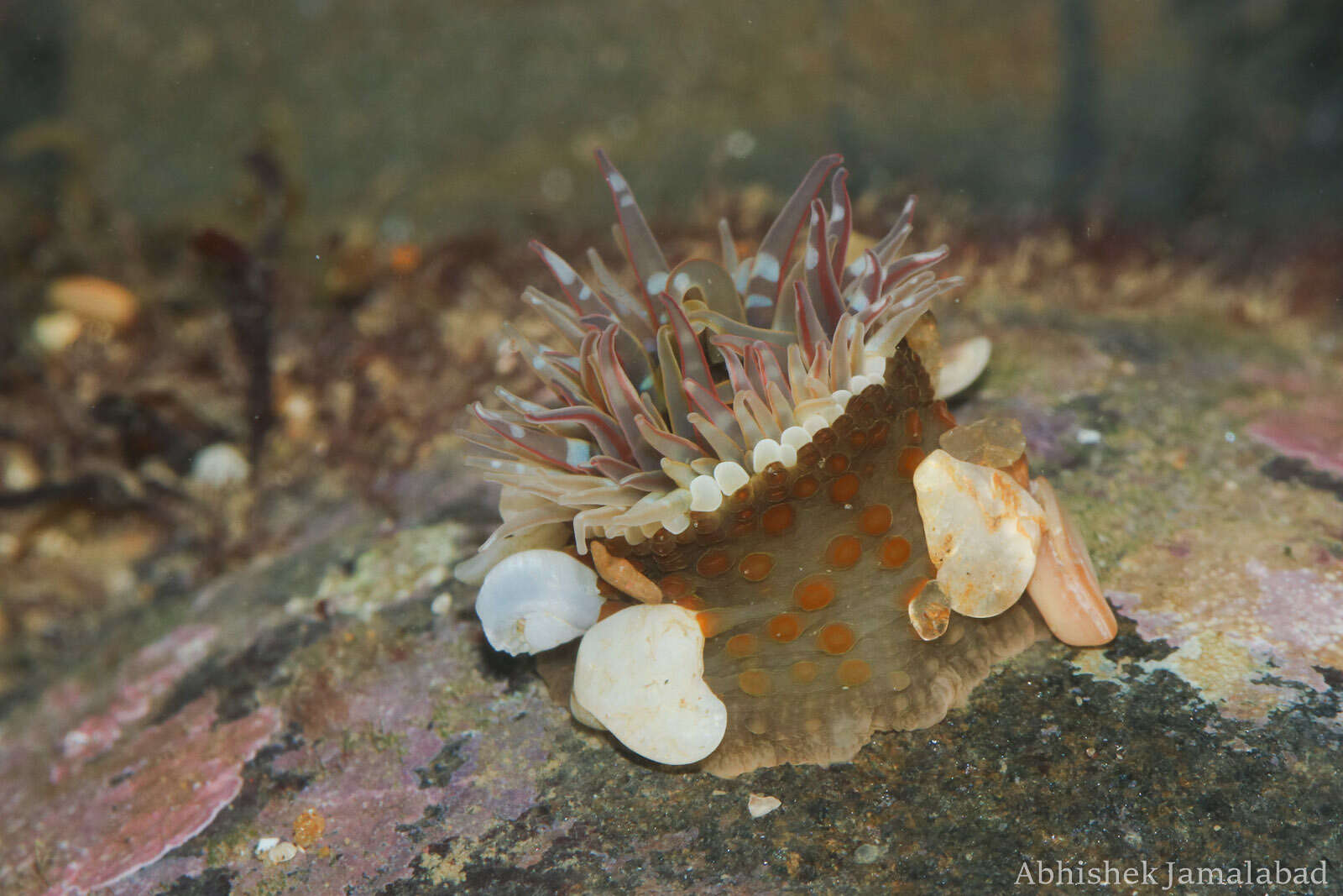 Image of Anthopleura anjunae Den Hartog & Vennam 1993