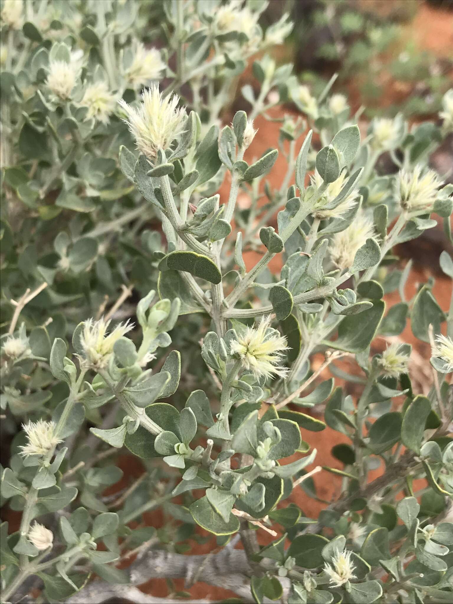 Image of Wool bush