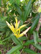 Image of Heliconia longiflora R. R. Sm.