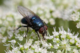 Image of Protocalliphora azurea (Fallen 1817)