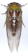 Imagem de <i>Megatibicen pronotalis walkeri</i>