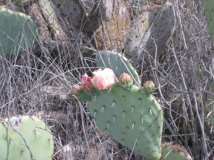 Image of Cactus-apple