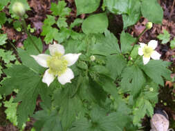 Image of tall thimbleweed