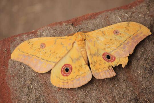 Image of Aurivillius fusca (Rothschild 1895)