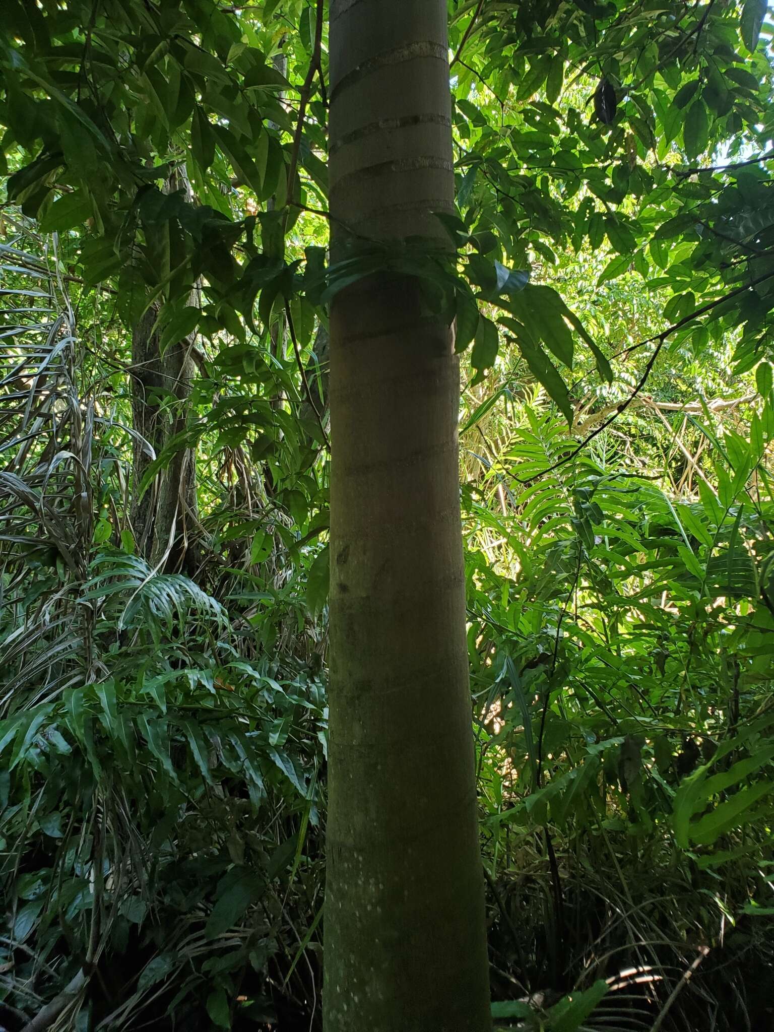 Image of Puerto Rico royal palm