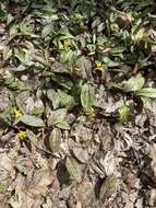 Image of dogtooth violet