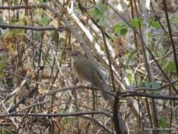 Catharus occidentalis Sclater & PL 1859 resmi