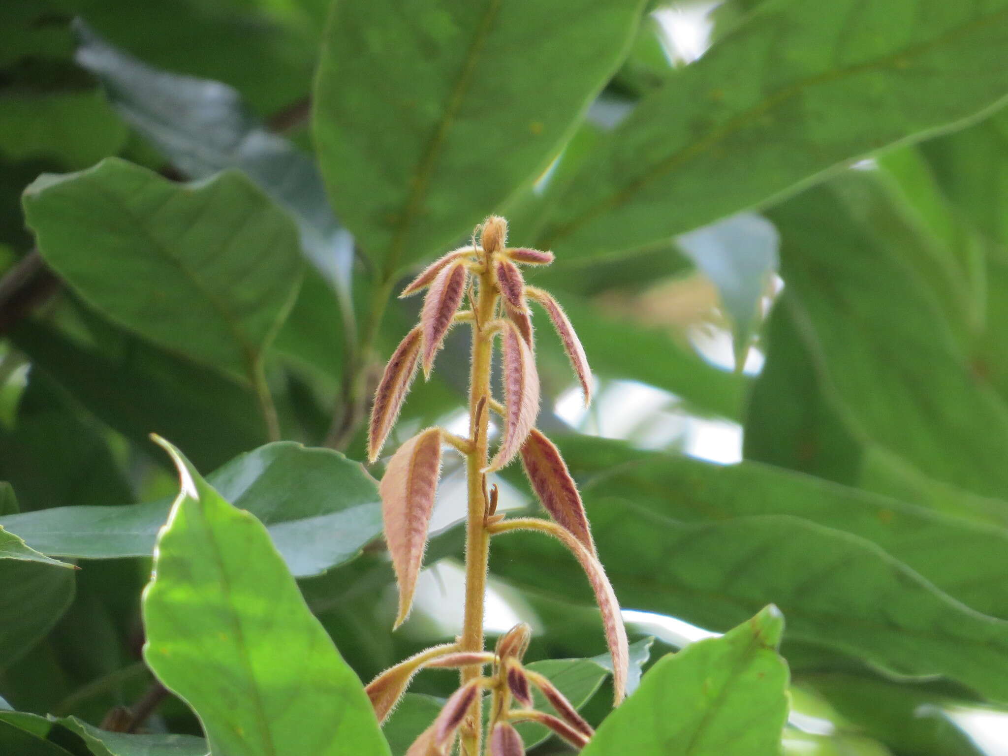 صورة Quercus pachyloma Seemen