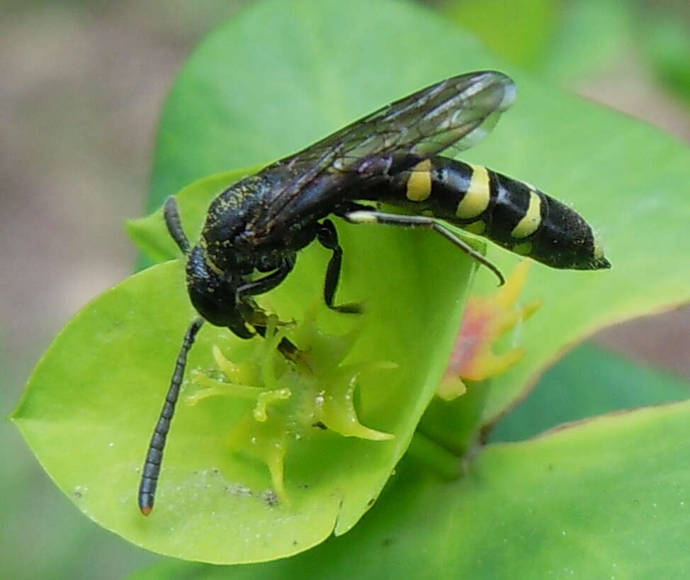 Image of Monosapyga clavicornis (Linnaeus 1758)